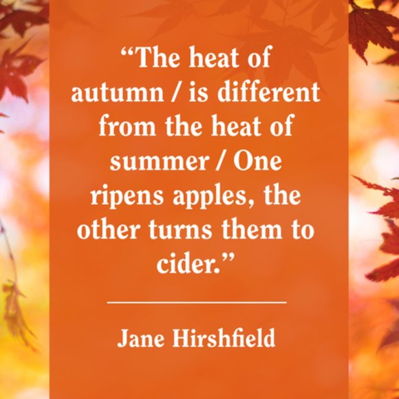 Hello Fall Softstyle® Fitted T-Shirt - Picture 2 of 3